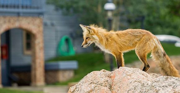 Red Fox-6116-1