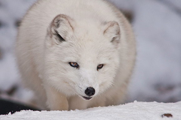 Arctic Fox-9011.jpg