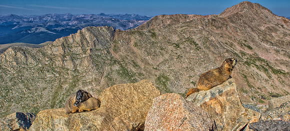 Marmot Family Scape-6532