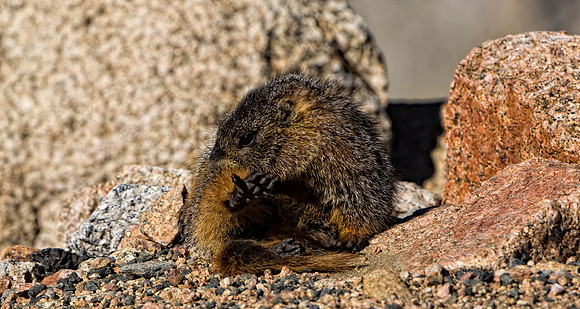 Baby Marmot-3734-3734