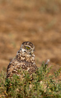 Burrowing Owl-0002