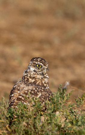 Burrowing Owl-0002
