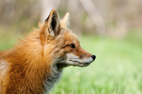 Red Fox-3397