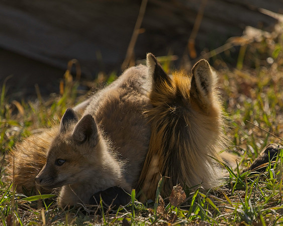BRF-k (1952)