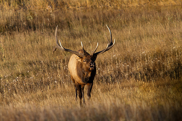 Bull-2778