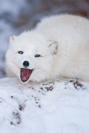 Arctic Fox-9271.jpg