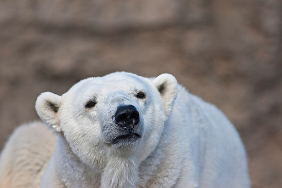 Polar Bear-9299.jpg
