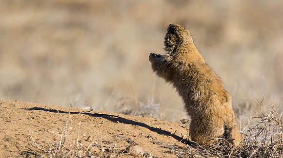 Dancing Prairie Dog-3168
