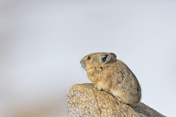 Pika-00556