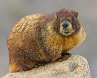 Mt Evans 8-21 (367)