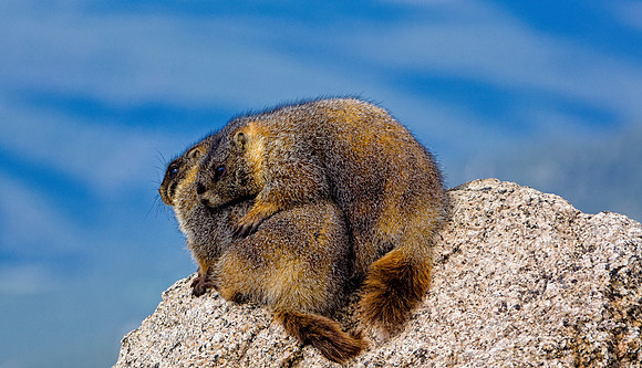 Baby Marmots-3119-2
