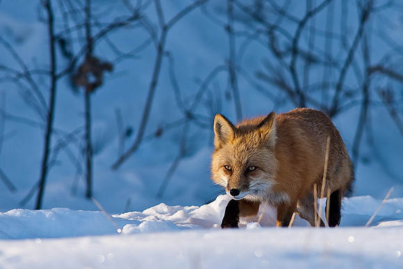 Red Fox-00166