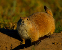 RMA 7-27-25 (88)