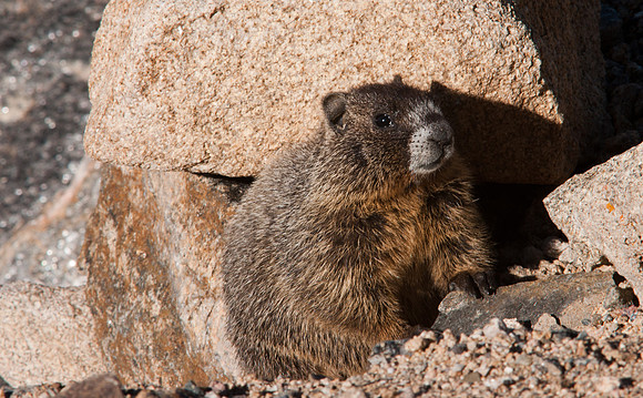 Baby Marmot-8585