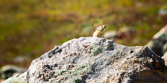 Pika-4762-1