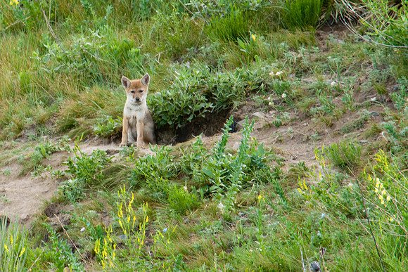 Coyote Pups-8667