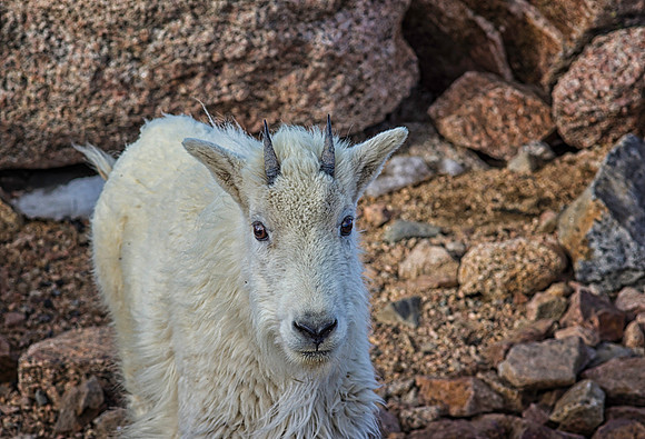 Mountain Goat Kid-5393-1