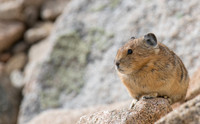 Pika-04267