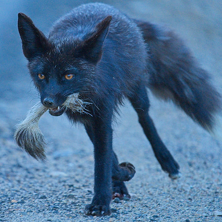 MT EVANS 7-2 (139)