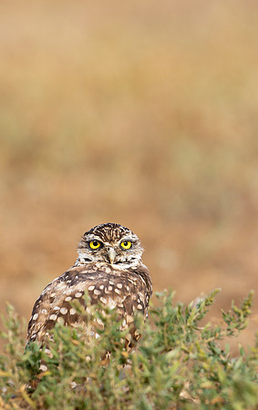 Burrowing Owl-0036