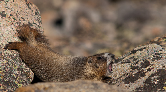 Marmot-8383