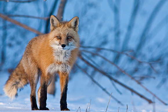 Red Fox-00148
