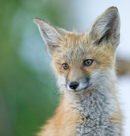 Fox Kit-01151