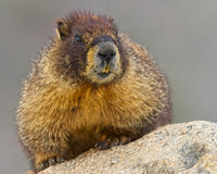 Mt Evans 8-21 (238)
