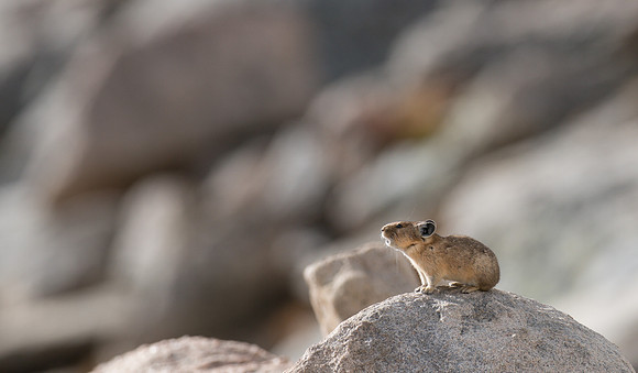 Pika Barking-04226