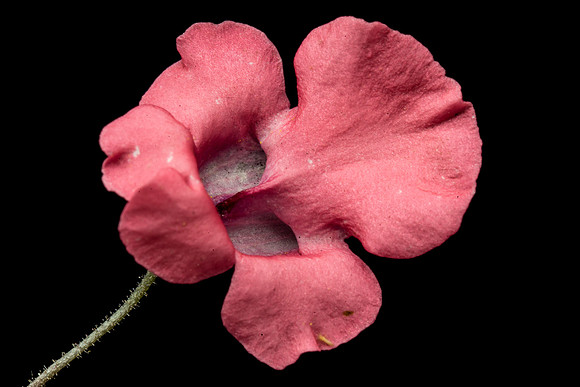Floral Macro-06165