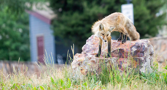 Red Fox-6041-1