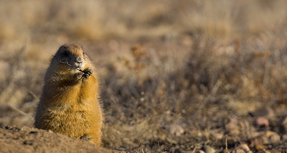 Prairie Dog-2783
