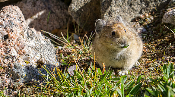 Pika-1204-1