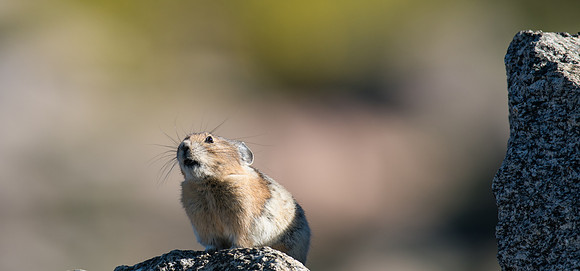 Pika Barking-03601