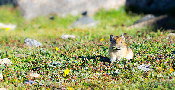 Pika-0584-1