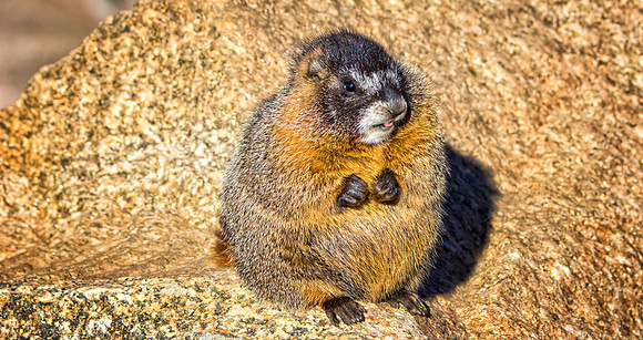 Baby Marmot-9638-