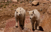 Mountain Goat Kids