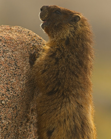 MT EVANS 8-6 (151)