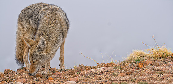 Coyote-09083