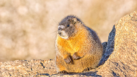 Baby Marmot-7641-