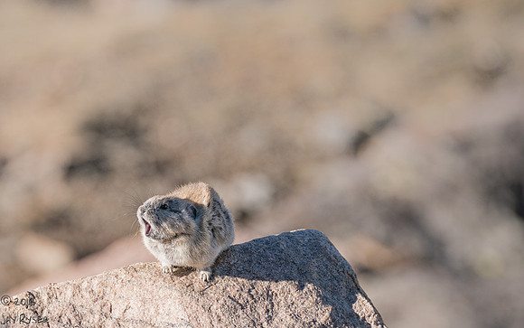 Pika Barking-09288