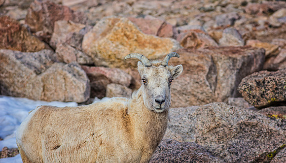 Big Horn Ewe-5451-1