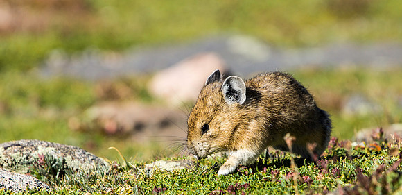 Pika-7454