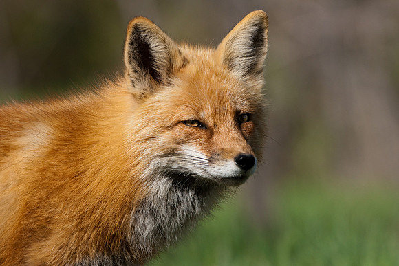 Red Fox-3321