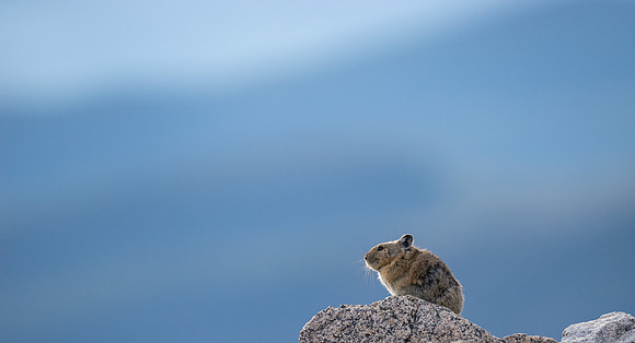 Pika Backlit-04220