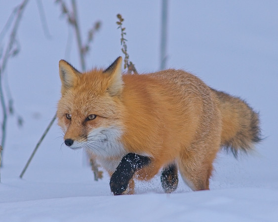 Fox-7528_Export