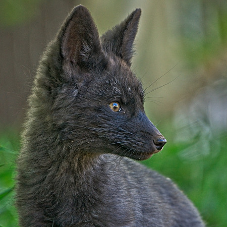 Fox Kits-0194