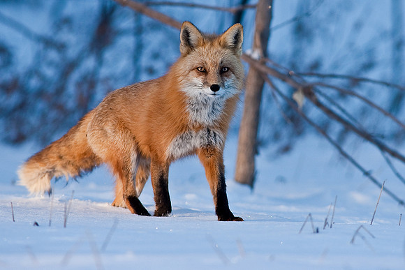Red Fox-00146