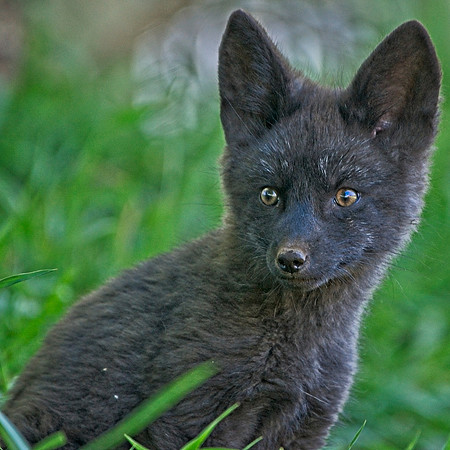 Fox Kits-0113