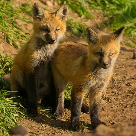 Fox Kits-8482_Export